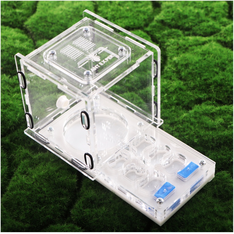 Ant Expert King's Valley - professional acrylic formicarium